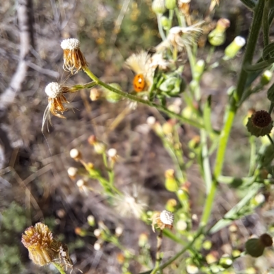 Hippodamia variegata (Spotted Amber Ladybird) at Mount Majura - 6 Mar 2024 by abread111