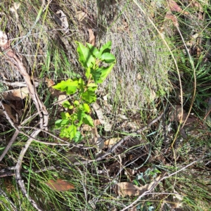 Pyrus calleryana at Mount Majura - 7 Mar 2024