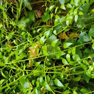 Asparagus asparagoides at Fyshwick, ACT - 7 Mar 2024