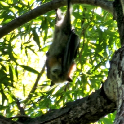 Pteropus poliocephalus (Grey-headed Flying-fox) at Pialligo, ACT - 7 Mar 2024 by Jiggy