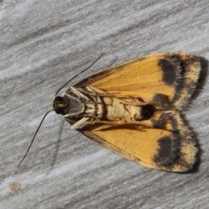 Halone (genus) at Hughes Grassy Woodland - 7 Mar 2024