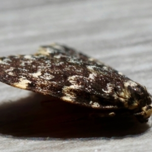 Halone (genus) at Hughes Grassy Woodland - 7 Mar 2024 12:04 PM