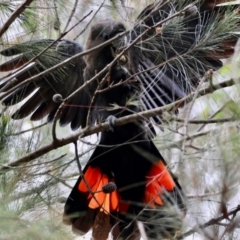 Calyptorhynchus lathami lathami (Glossy Black-Cockatoo) at Broulee Moruya Nature Observation Area - 7 Mar 2024 by LisaH
