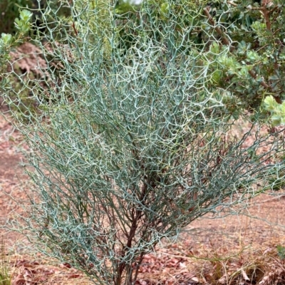 Acacia aphylla (Leafless Rock Wattle) at Kalamunda, WA - 25 Feb 2024 by sarraj