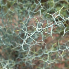 Acacia aphylla at Kalamunda, WA - suppressed