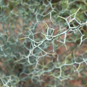 Acacia aphylla at Kalamunda, WA - suppressed