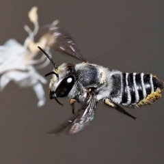 Unidentified Bee (Hymenoptera, Apiformes) at Kalamunda, WA - 17 Feb 2024 by sarraj