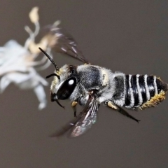 Megachile (Eutricharaea) sp. (genus & subgenus) (Leaf-cutter Bee) at Kalamunda, WA - 17 Feb 2024 by sarraj