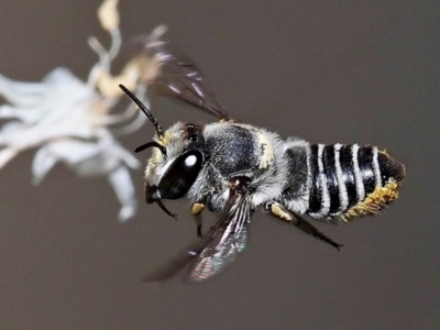 Unidentified Bee (Hymenoptera, Apiformes) at Kalamunda, WA - 17 Feb 2024 by sarraj