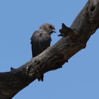 Artamus cyanopterus cyanopterus (Dusky Woodswallow) at Strathnairn, ACT - 7 Mar 2024 by Trevor