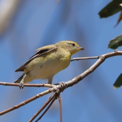 Pardalotus striatus (Striated Pardalote) at Strathnairn, ACT - 7 Mar 2024 by MichaelWenke