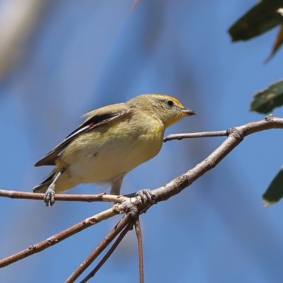 Pardalotus striatus (Striated Pardalote) at Strathnairn, ACT - 7 Mar 2024 by MichaelWenke