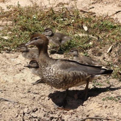 Chenonetta jubata (Australian Wood Duck) at Ginninderry Conservation Corridor - 7 Mar 2024 by MichaelWenke