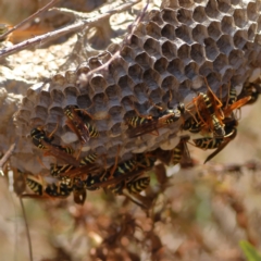 Polistes (Polistes) chinensis (Asian paper wasp) at Ginninderry Conservation Corridor - 7 Mar 2024 by MichaelWenke