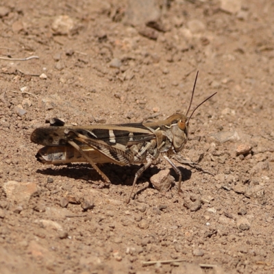 Oedaleus australis (Australian Oedaleus) at Ginninderry Conservation Corridor - 7 Mar 2024 by Trevor