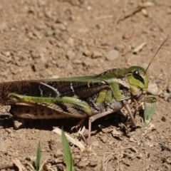Gastrimargus musicus (Yellow-winged Locust or Grasshopper) at Ginninderry Conservation Corridor - 7 Mar 2024 by MichaelWenke