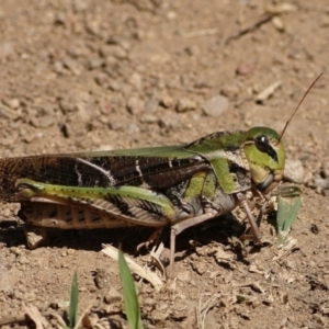 Gastrimargus musicus at Ginninderry Conservation Corridor - 7 Mar 2024