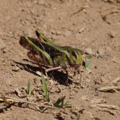 Gastrimargus musicus at Ginninderry Conservation Corridor - 7 Mar 2024 02:17 PM