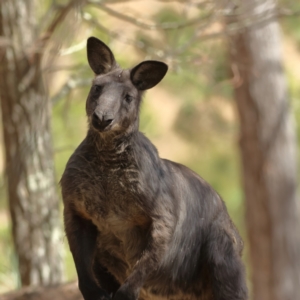 Osphranter robustus robustus at Ginninderry Conservation Corridor - 7 Mar 2024