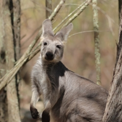 Osphranter robustus robustus at Ginninderry Conservation Corridor - 7 Mar 2024