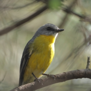 Eopsaltria australis at Ginninderry Conservation Corridor - 7 Mar 2024