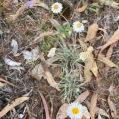 Leucochrysum albicans subsp. tricolor (Hoary Sunray) at The Fair, Watson - 6 Mar 2024 by waltraud