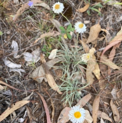 Leucochrysum albicans subsp. tricolor (Hoary Sunray) at Watson, ACT - 6 Mar 2024 by waltraud