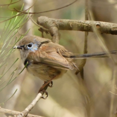 Malurus lamberti (Variegated Fairywren) at Thirlmere Lakes National Park - 6 Mar 2024 by Curiosity