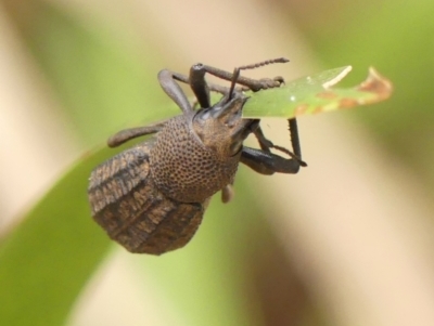 Amycterus morbillosus (A terrestrial weevil) at Thirlmere Lakes National Park - 6 Mar 2024 by Curiosity
