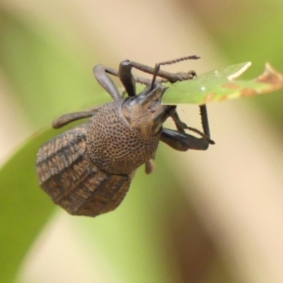 Amycterus morbillosus (A terrestrial weevil) at Thirlmere, NSW - 6 Mar 2024 by Curiosity
