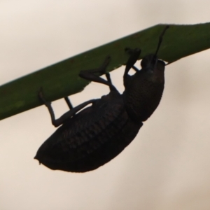 Amycterus morbillosus at Thirlmere Lakes National Park - 6 Mar 2024