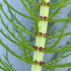 Myriophyllum crispatum at Tarago, NSW - 7 Mar 2024