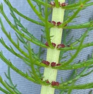 Myriophyllum crispatum at Tarago, NSW - 7 Mar 2024