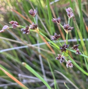 Juncus articulatus subsp. articulatus at Tarago, NSW - 7 Mar 2024