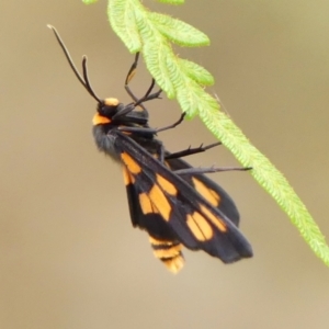 Amata (genus) at Wollondilly Local Government Area - 6 Mar 2024 11:05 AM