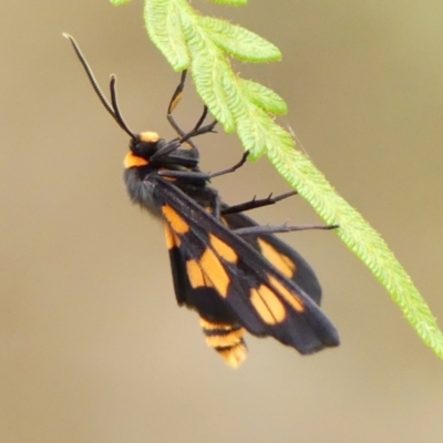 Amata (genus) (Handmaiden Moth) at Thirlmere, NSW - 6 Mar 2024 by Curiosity