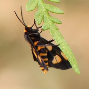Amata (genus) at Wollondilly Local Government Area - 6 Mar 2024 11:05 AM