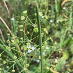 Alisma plantago-aquatica (Water Plantain) at Tarago, NSW - 7 Mar 2024 by JaneR