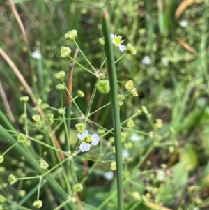 Alisma plantago-aquatica at Tarago, NSW - 7 Mar 2024