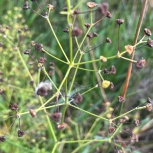 Alisma plantago-aquatica at Tarago, NSW - 7 Mar 2024