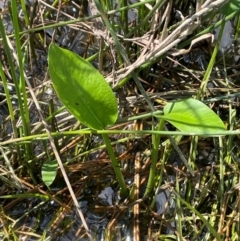 Alisma plantago-aquatica at Tarago, NSW - 7 Mar 2024