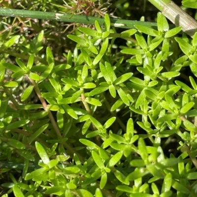 Crassula helmsii (Swamp Stonecrop) at Tarago, NSW - 7 Mar 2024 by JaneR