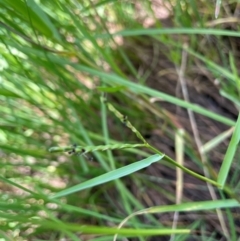 Paspalum distichum (Water Couch) at Tarago, NSW - 7 Mar 2024 by JaneR