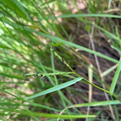 Paspalum distichum (Water Couch) at Tarago, NSW - 7 Mar 2024 by JaneR