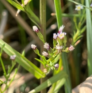 Symphyotrichum subulatum at Tarago, NSW - 7 Mar 2024 02:03 PM