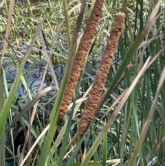 Typha domingensis (Bullrush) at Goulburn Mulwaree Council - 7 Mar 2024 by JaneR