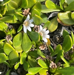 Goodenia radicans at Tarago, NSW - 7 Mar 2024