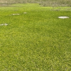 Goodenia radicans at Tarago, NSW - 7 Mar 2024