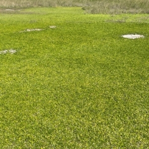 Goodenia radicans at Tarago, NSW - 7 Mar 2024