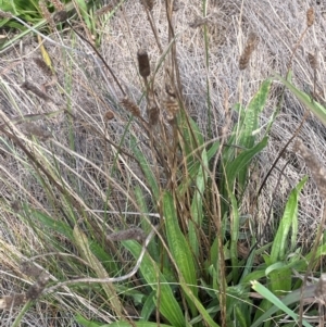 Plantago lanceolata at Tarago, NSW - 7 Mar 2024 03:18 PM